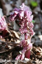 podbílek šupinatý